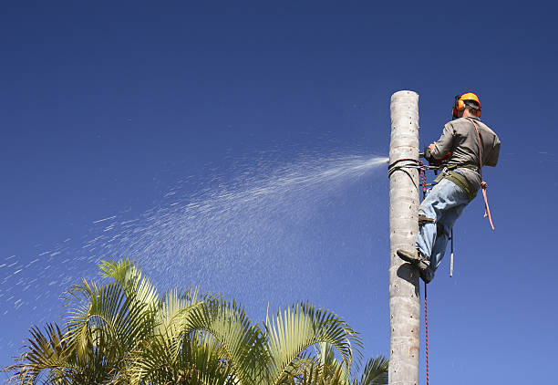 Best Seasonal Cleanup (Spring/Fall)  in Alamo, CA