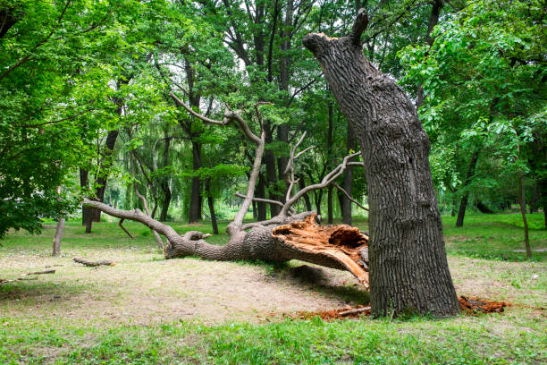 How Our Tree Care Process Works  in  Alamo, CA