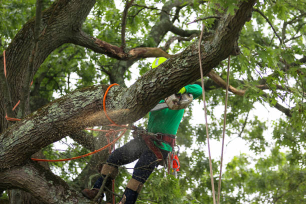 Best Tree Removal  in Alamo, CA