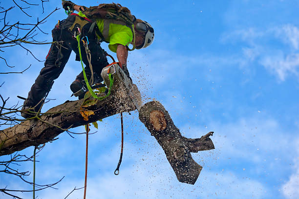 Best Pest Control for Lawns  in Alamo, CA